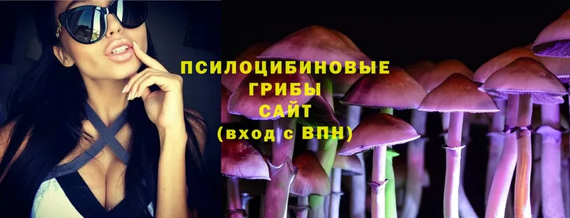 Псилоцибиновые грибы Psilocybine cubensis Всеволожск